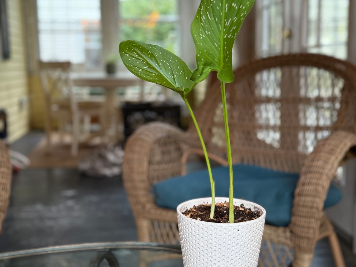 A few thoughts on death and hope and giving up too soon.